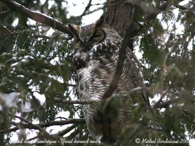 Grand duc d'amrique - Great horned owl