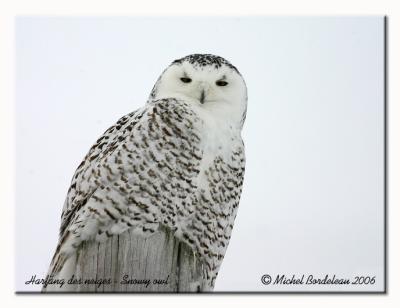 Harfang des neiges - Snowy owl