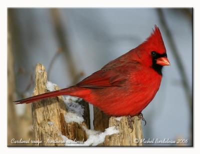 Cardinal rouge - Northern cardinal