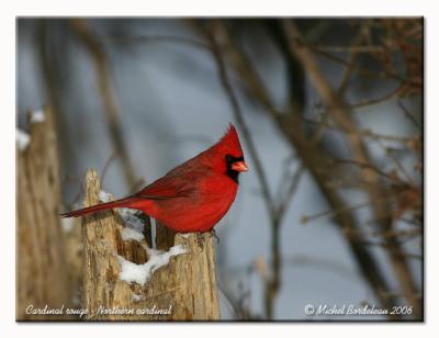 Cardinal rouge - Northern cardinal