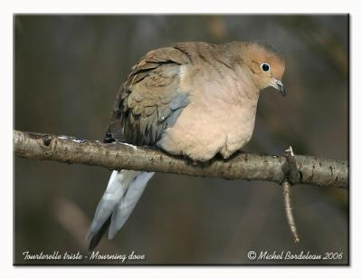 Tourterelle triste - Mourning dove