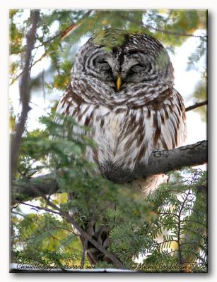 Chouette raye - Barred owl