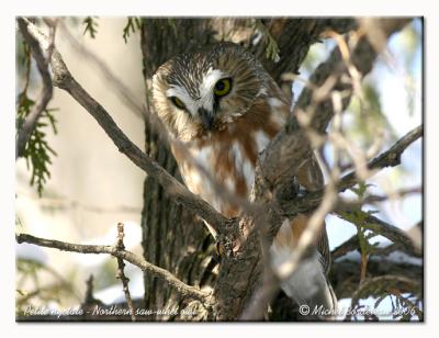 Petite nyctale - Northern saw-whet owl