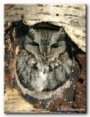 Petit duc macul - Eastern screetch owl