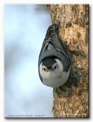 Sitelle  poitrine blanche - Nuthatch
