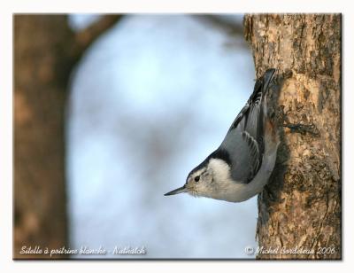 Sitelle  poitrine blanche - Nuthatch