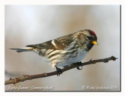 Sizerin flamm - Common redpoll