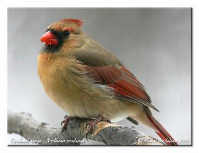 Cardinal rouge - Northern cardinal