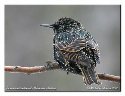 tourneau sansonnet - European starling