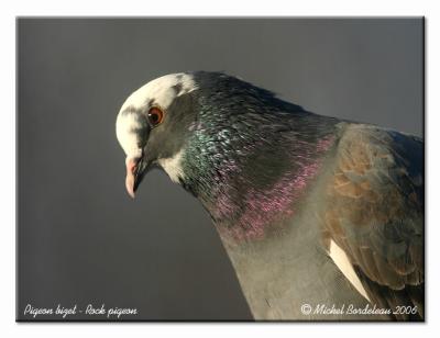 Pigeon bizet - Rock pigeon