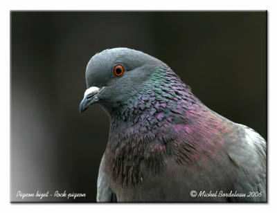 Pigeon biset  Rock dove