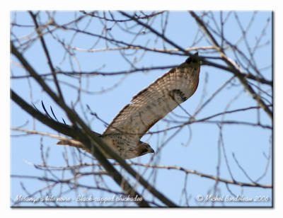 Buse  queue rousse - Red tailed hawk