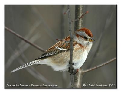 Bruant hudsonien - American tree sparrow