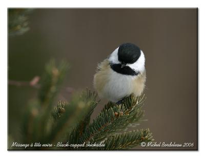 Msange  tte noire - Black capped chickadee