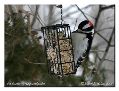 Pic chevelu - Hairy woodpecker