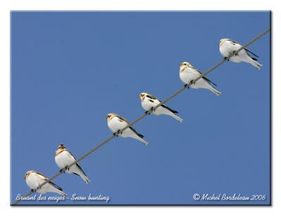 Bruant des neiges - Snow bunting