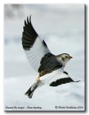 Bruant des neiges - Snow bunting