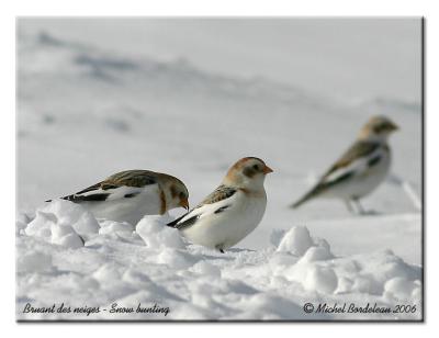 Bruant des neiges - Snow bunting