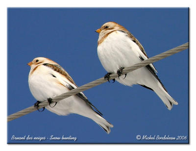 Bruant des neiges - Snow bunting