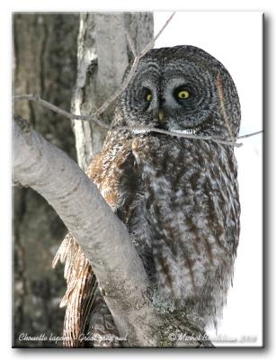 Chouette lapone - Great grey owl