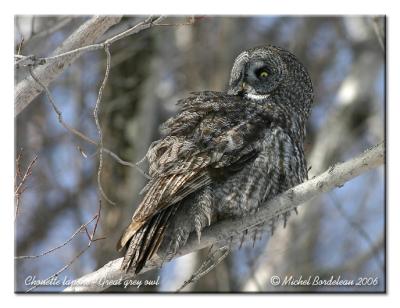 Chouette lapone - Great grey owl