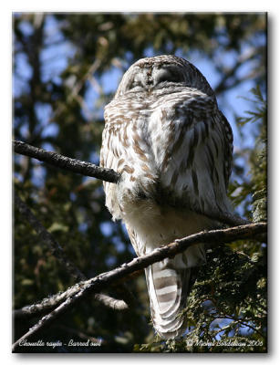 Chouette raye - Barred owl