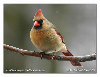 Cardinal rouge - Northern cardinal