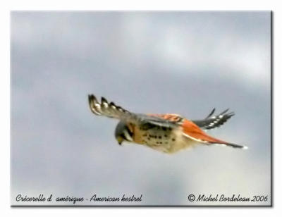 Crécerelle d'amérique - American kestrel