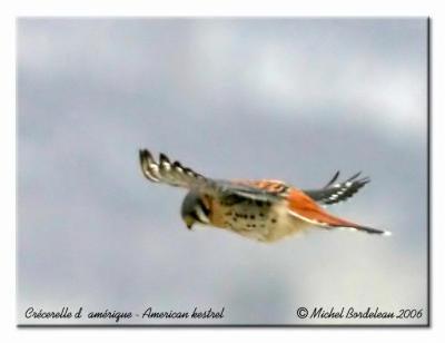 Crcerelle d'amrique - American kestrel