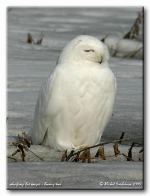 Harfang des neiges - Snowy owl