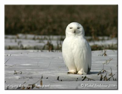 Harfang des neiges - Snowy owl