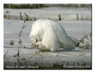 Harfang des neiges - Snowy owl