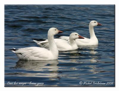 Oies des neiges - Snow geese