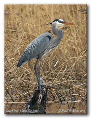 Grand héron - Great blue heron