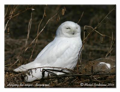 Harfang des neiges - Snowy owl