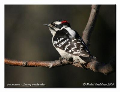 Pic mineur - Downy woodpecker