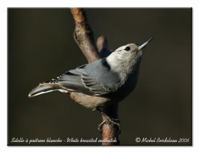 Sitelle  poitrine blanche - white breasted nuthatch