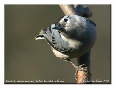 Sitelle  poitrine blanche - white breasted nuthatch