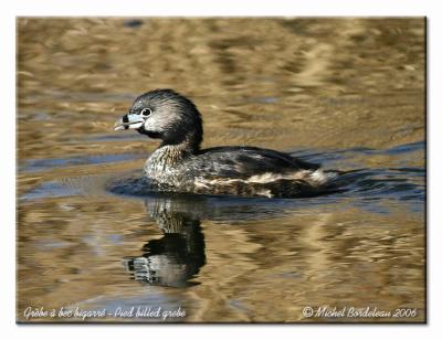 Grèbe à bec bigarré - Pied-billed grebe