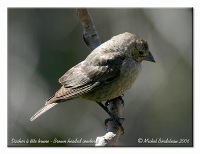 Vacher à tête brune - Brown headed cowbird
