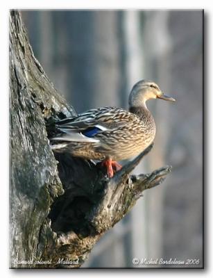 Canard colvert - Mallard