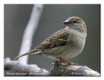 Moineau domestique - House sparrow