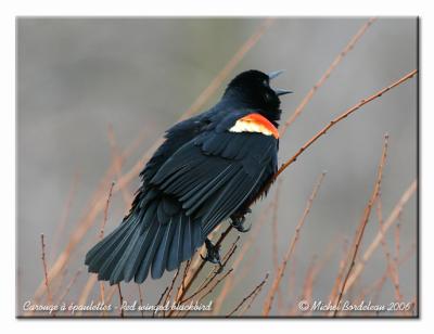 Carouge  paulettes - Red winged blackbird