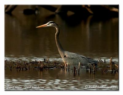 Grand hron - Great blue heron