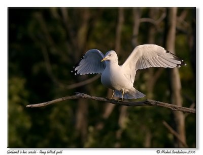 Goland  bec cercl  Ring billed gull