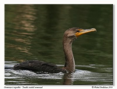 Cormoran à aigrettes - Double crested cormorant