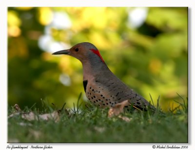 Pic flamboyant  Northern flicker