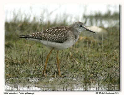 Petit chevalier - Lesser yellowlegs