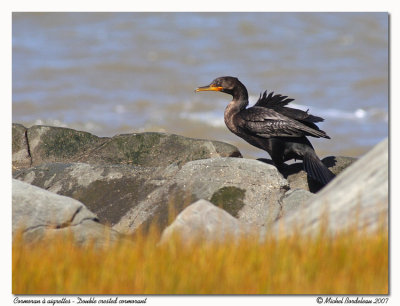 Cormoran  aigrettes - Double crested cormorant