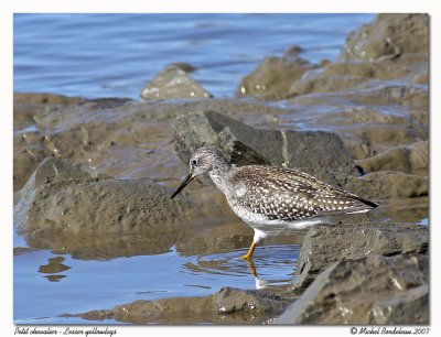Petit chevalier - Lesser yellowlegs